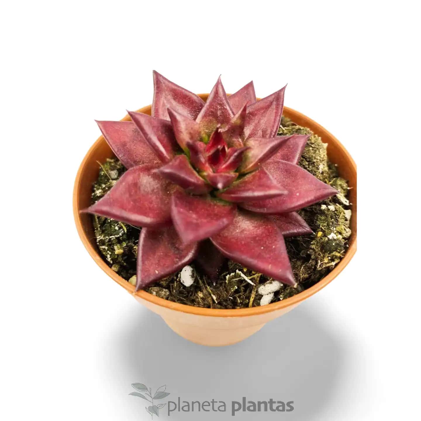 Echeveria agavoides Rubin Romeo