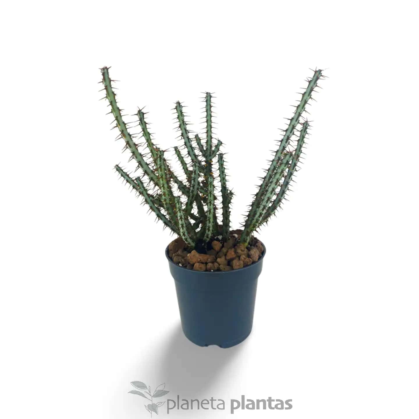 Euphorbia Aeruginosa