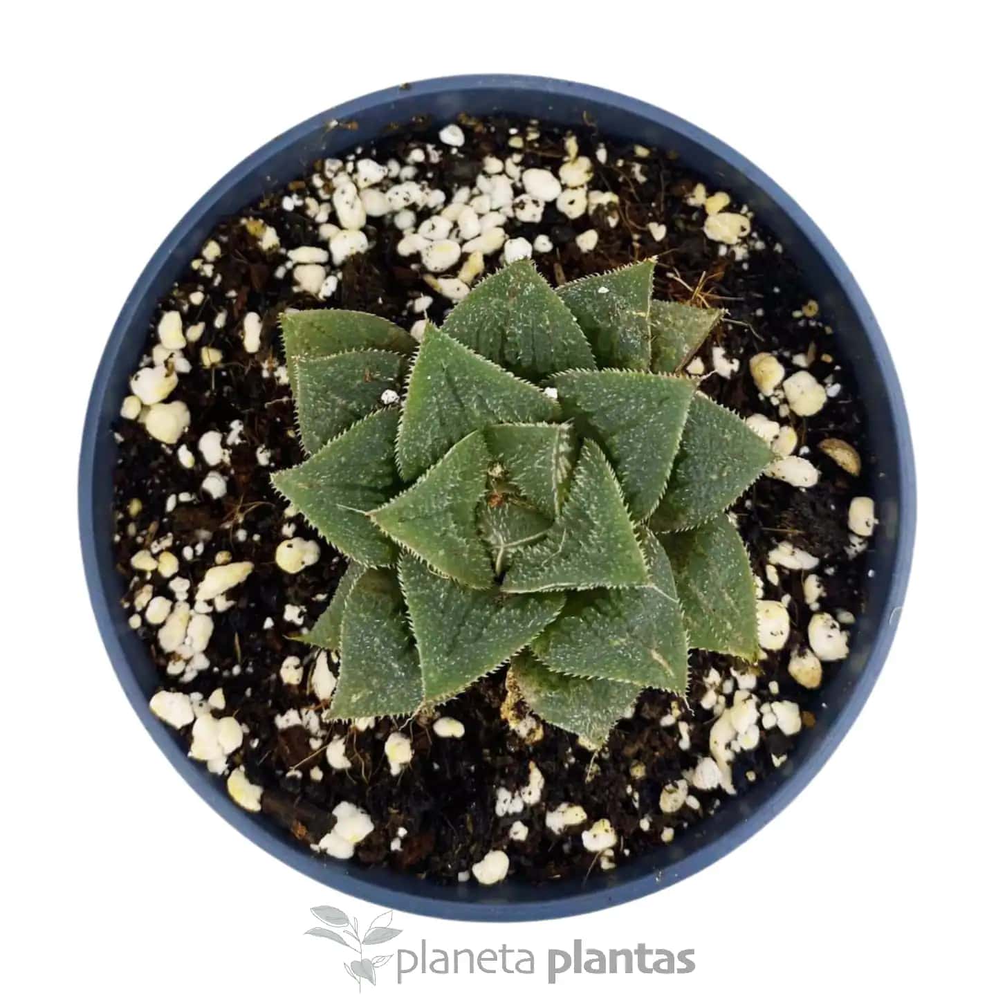 Haworthia Pygmaea