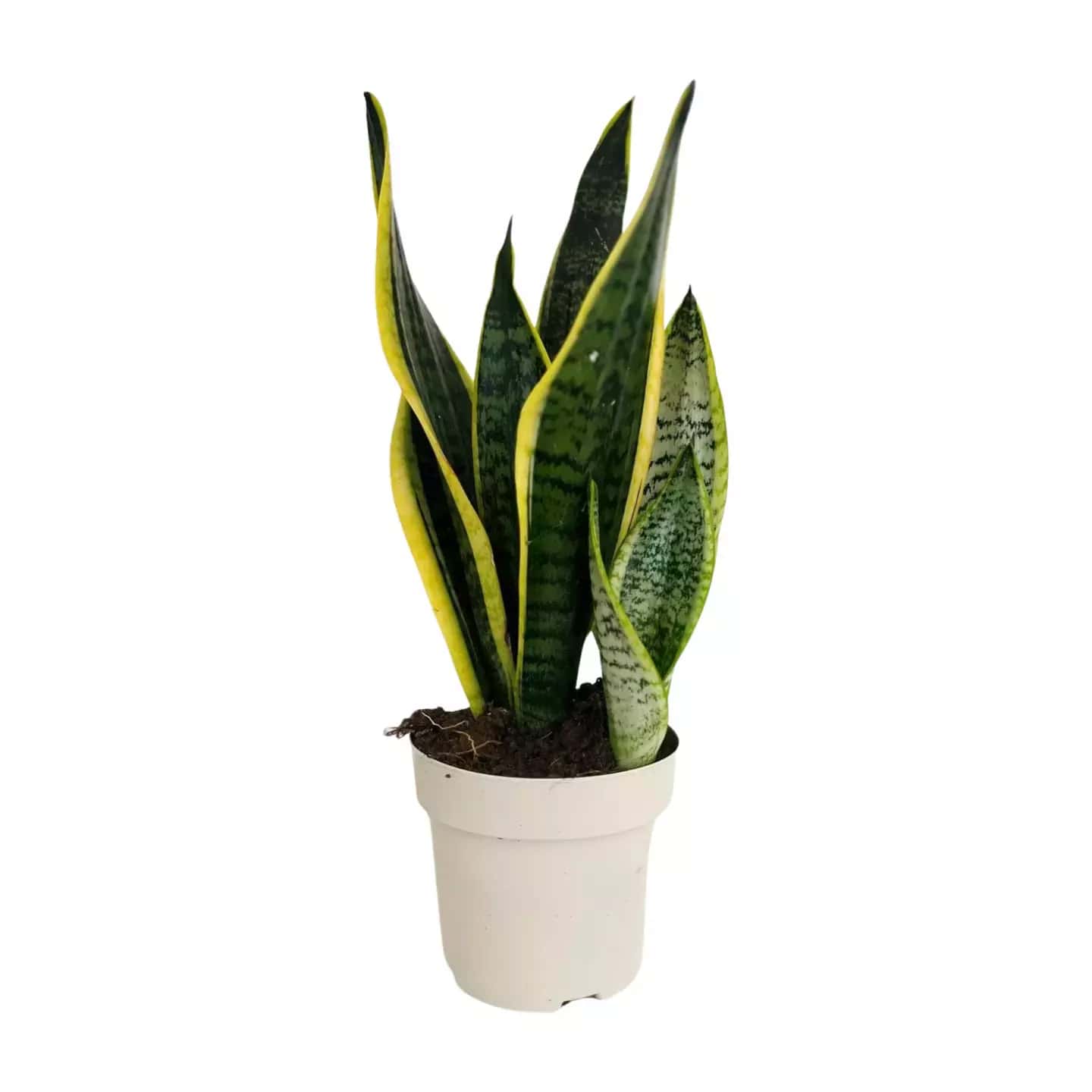 Lengua De Suegra - (Sansevieria Trifasciata) -L