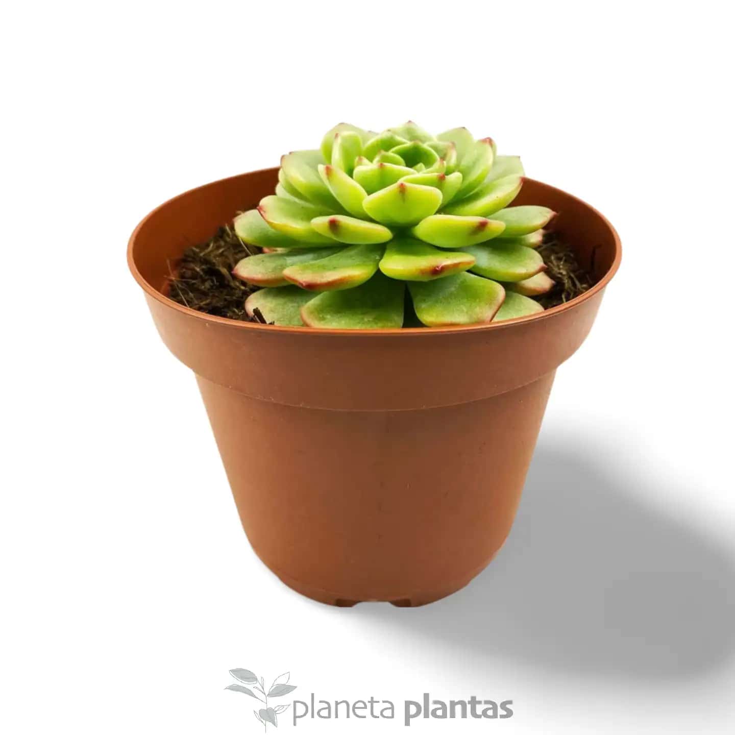 Sedeveria Letizia