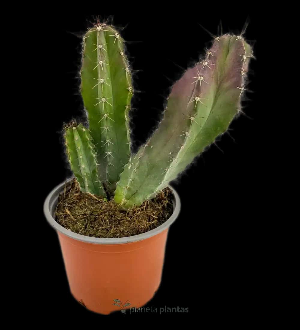 Pitayo De Mayo - (Tenocereus Pruinosus)
