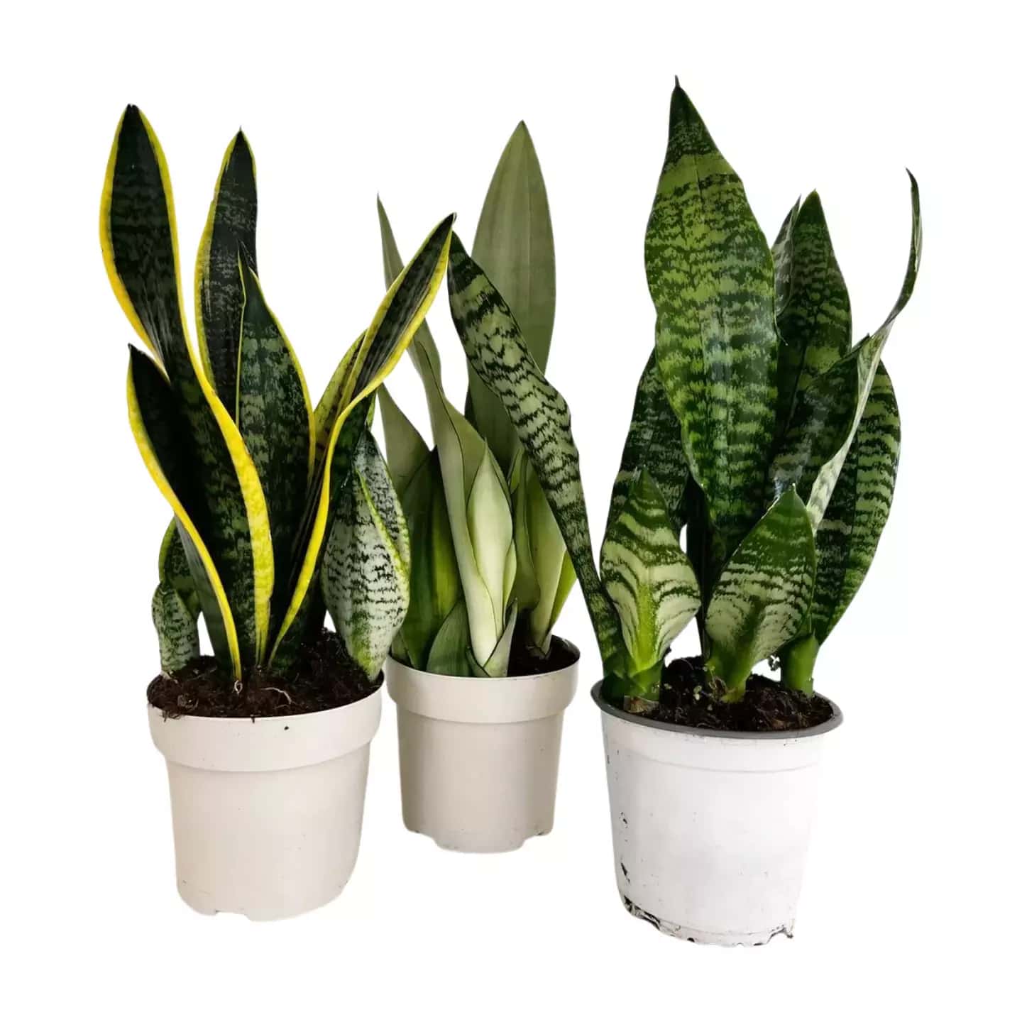 Pack de 3 Sansevierias (Moonshine, Zeylanica, Laurentii)-L