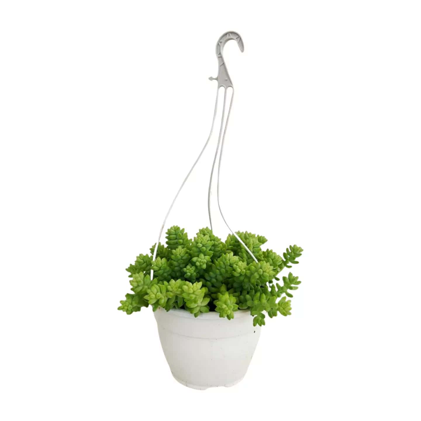Sedum Burrito Colgante