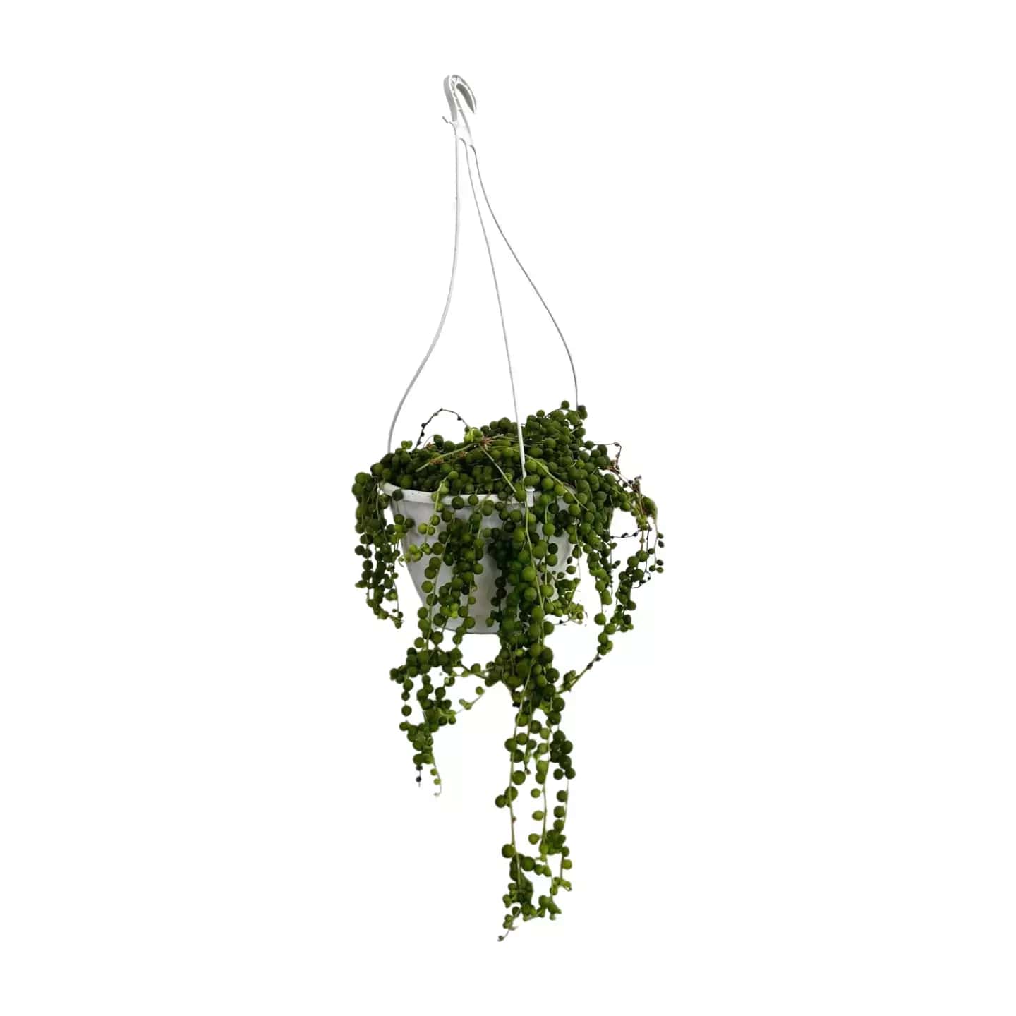 Suculenta Senecio Rowleyanus o Collar de Perlas