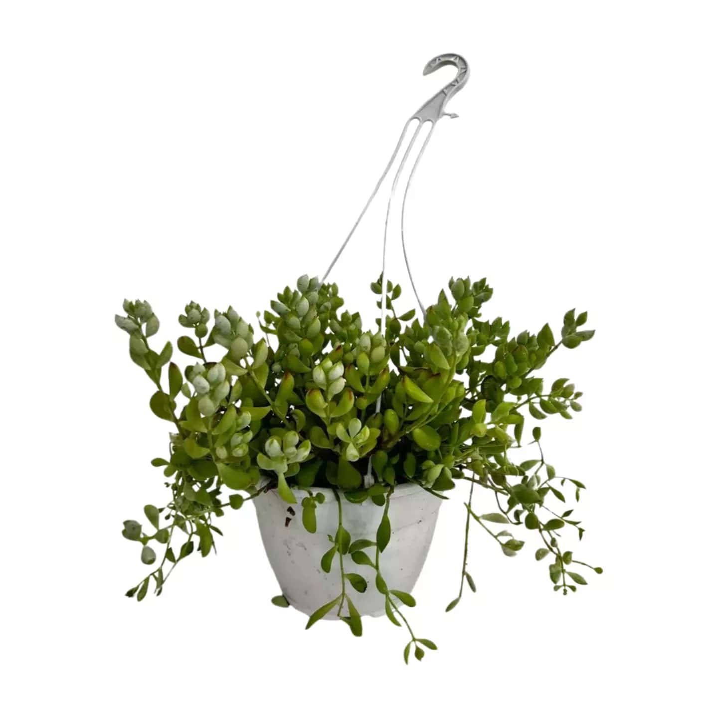Cotyledon pendens Colagante