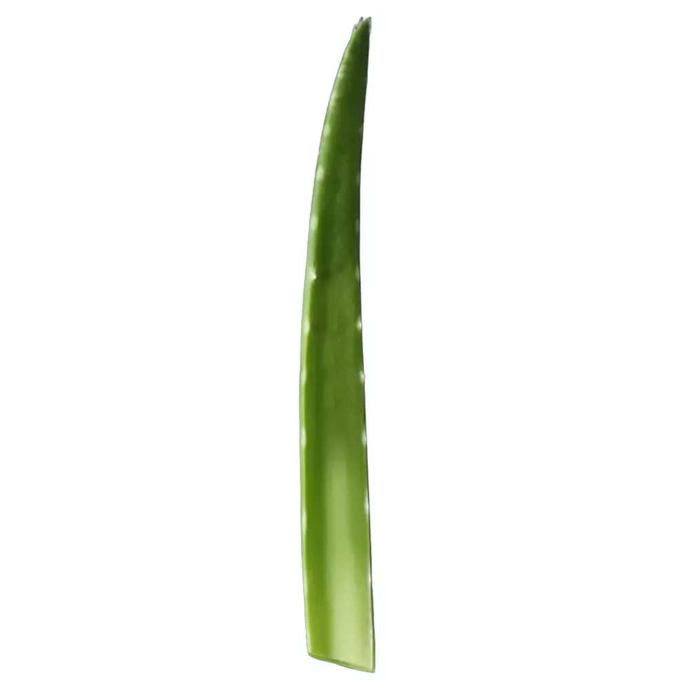 Hoja de Aloe Vera Eco