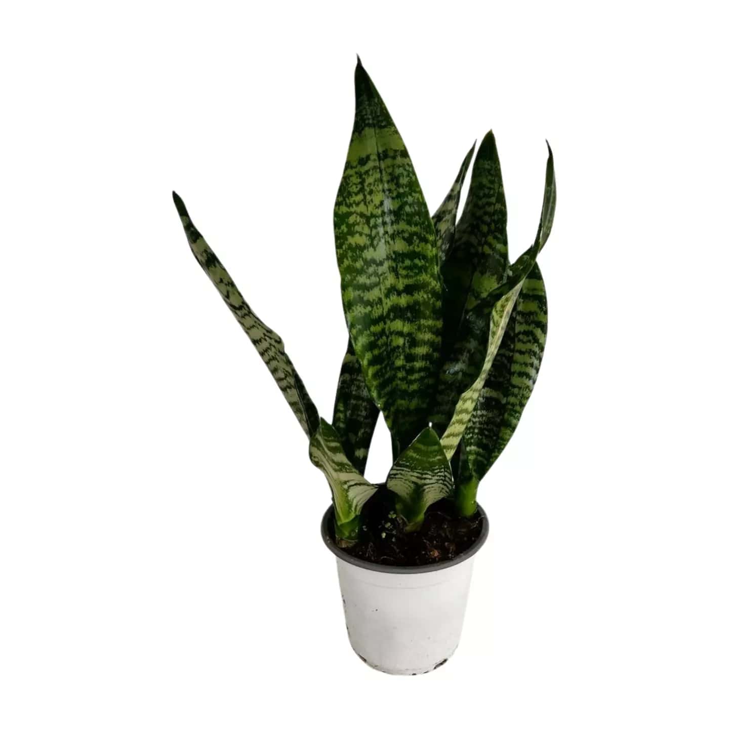 Sansevieria Zeylanica - L