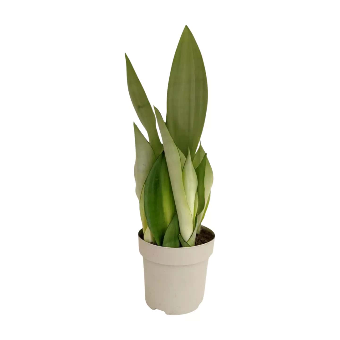 Sansevieria Moonshine - L