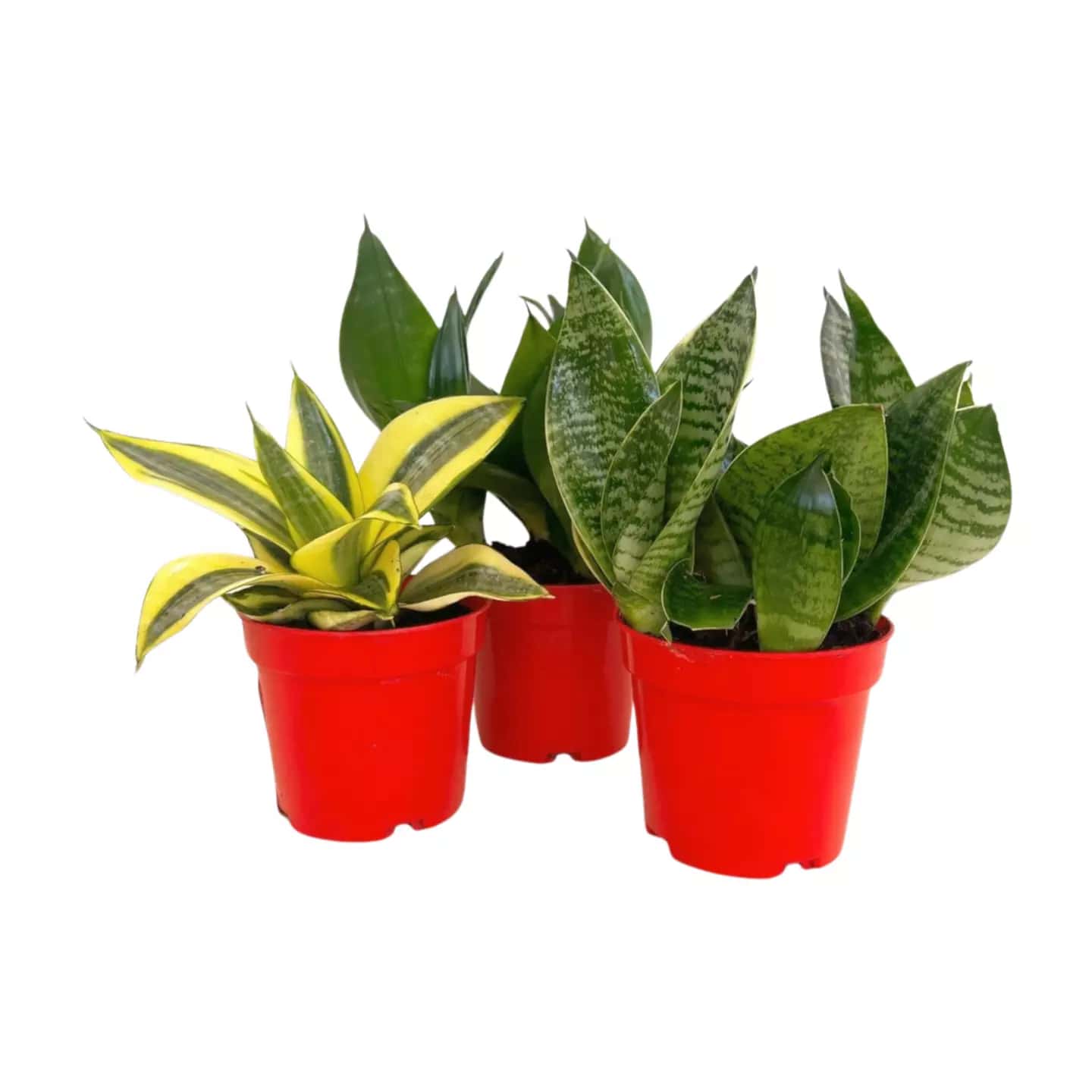 Pack de 3 Sansevierias Mini (Moonshine, Zeylanica, Laurentii)-M