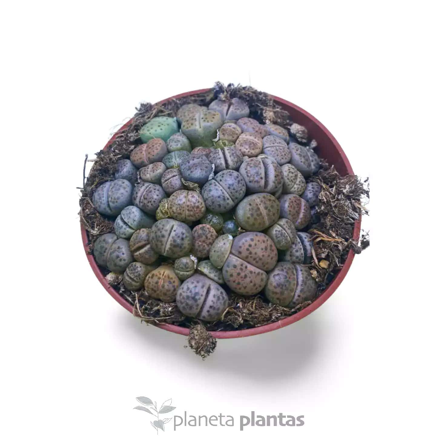 Coleccionista Lithops · Pack Premium 3 Plantas
