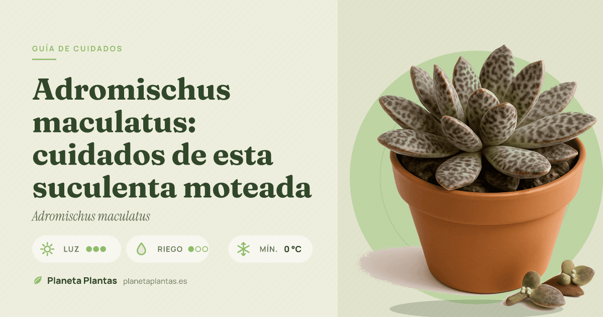 Adromischus maculatus: cuidados de esta suculenta moteada