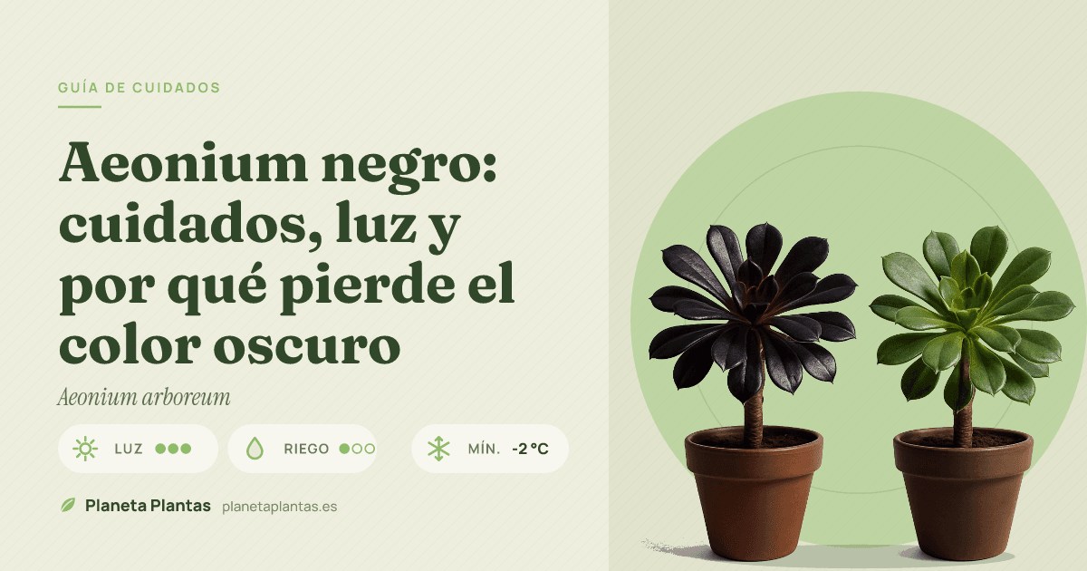 Aeonium negro: cuidados, luz y por qué pierde el color oscuro