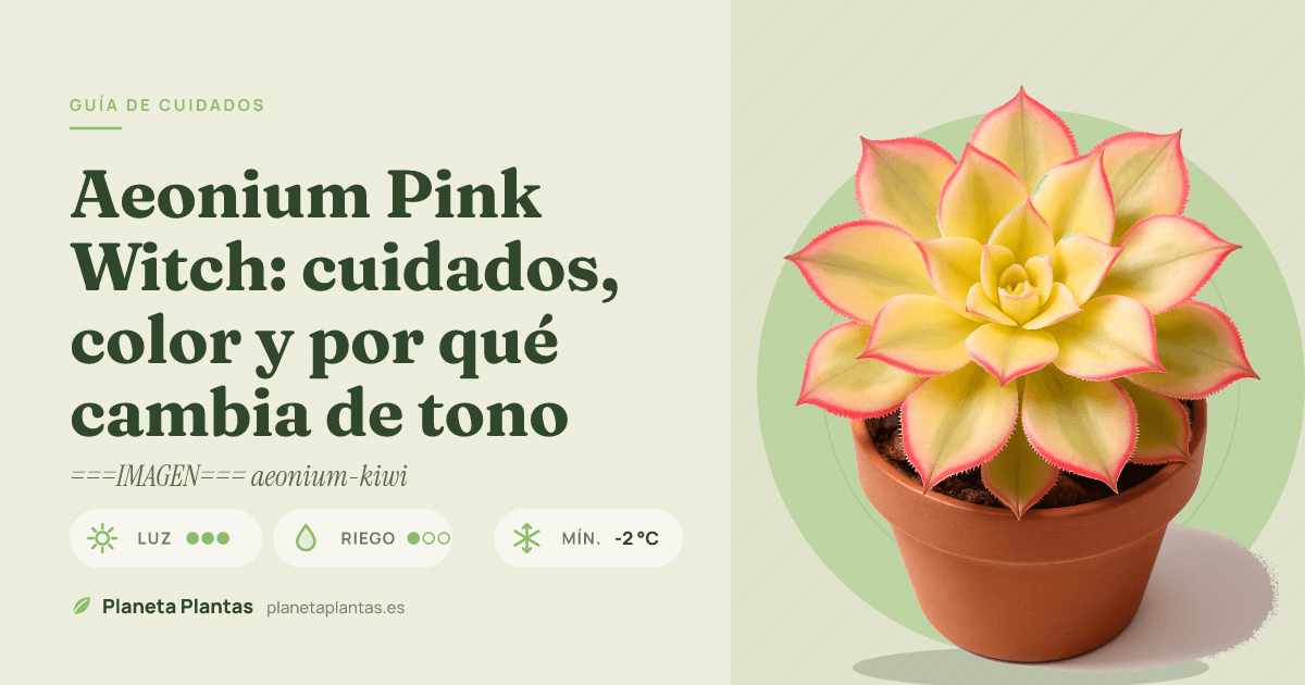 Aeonium Pink Witch: cuidados, color y por qué cambia de tono