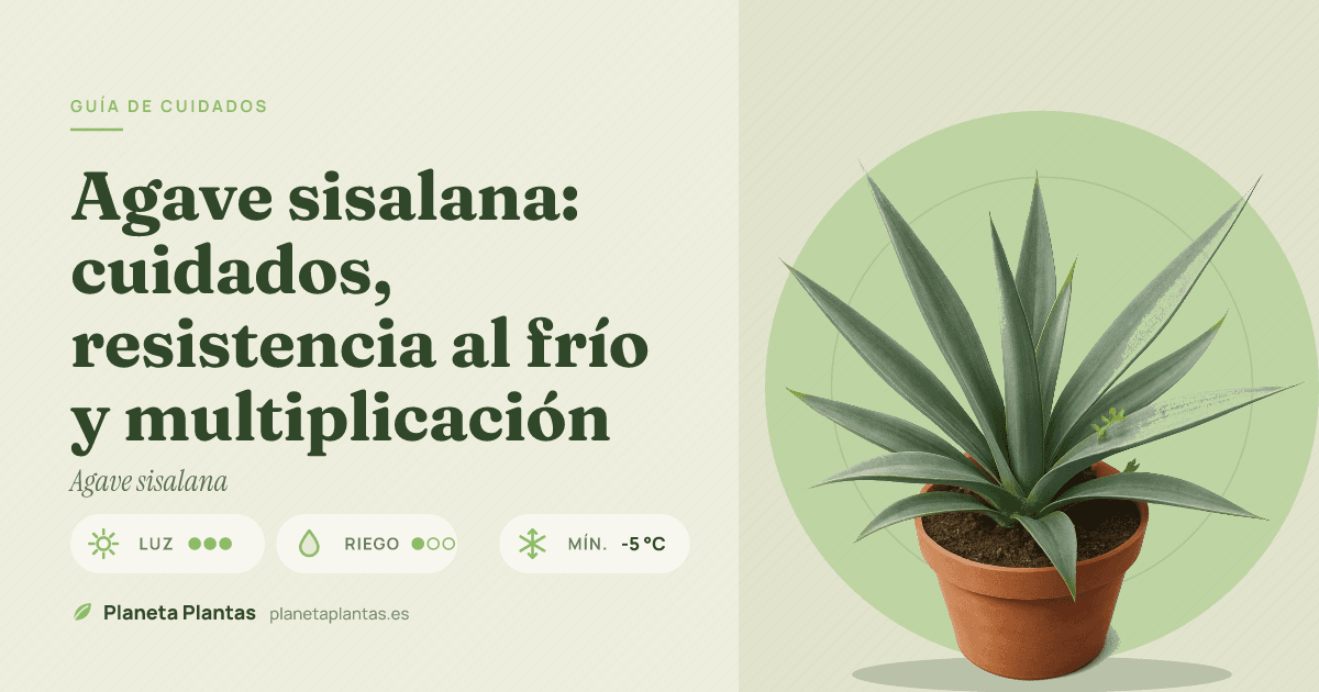 Agave sisalana: cuidados, resistencia al frío y multiplicación
