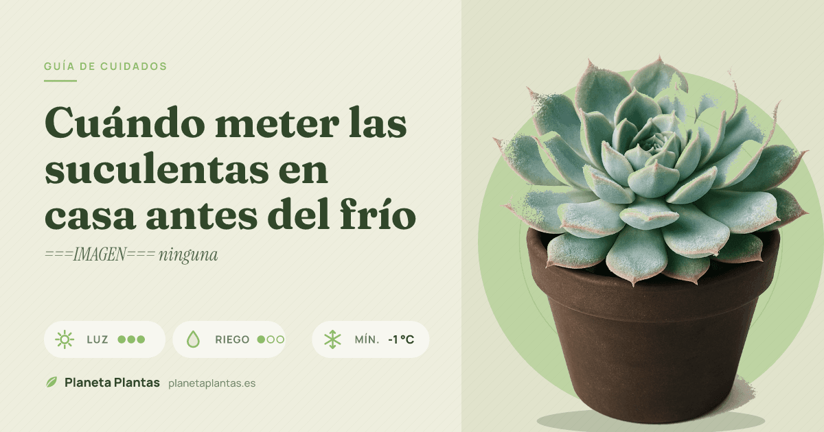 Cuándo meter las suculentas en casa antes del frío