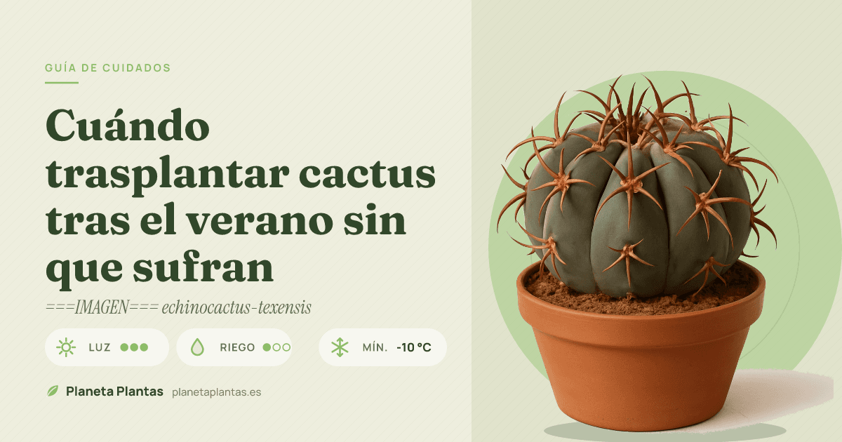 Cuándo trasplantar cactus tras el verano sin que sufran