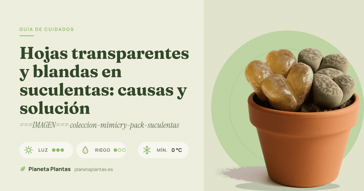 Hojas transparentes y blandas en suculentas: causas y solución
