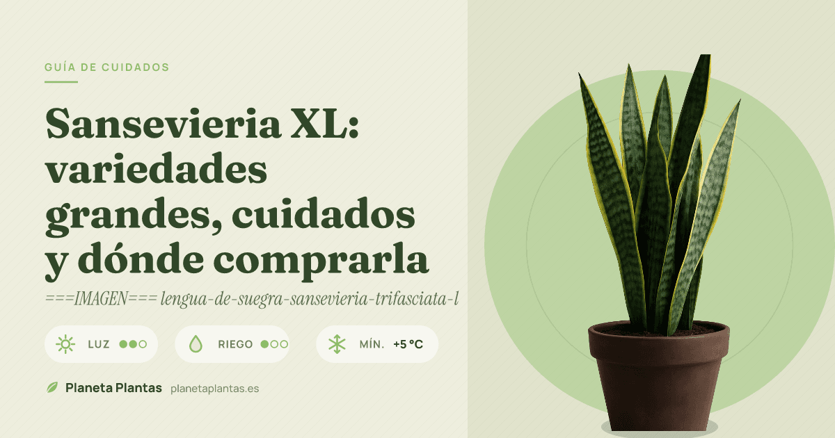 Sansevieria XL: variedades grandes, cuidados y dónde comprarla