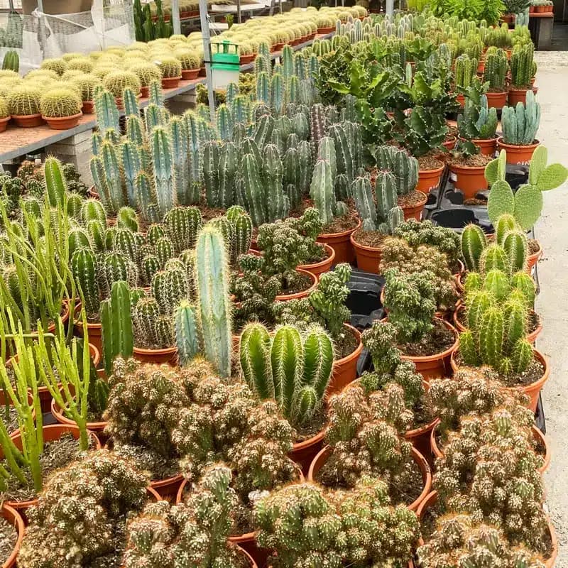 Cómo hacer un terrario con suculentas paso a paso