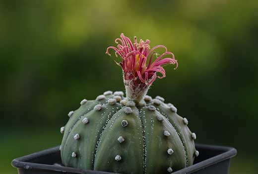 Cactus raros y exóticos
