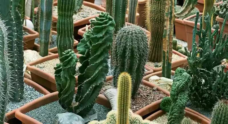 Cactus vs. suculentas: Diferencias, similitudes y cuidados