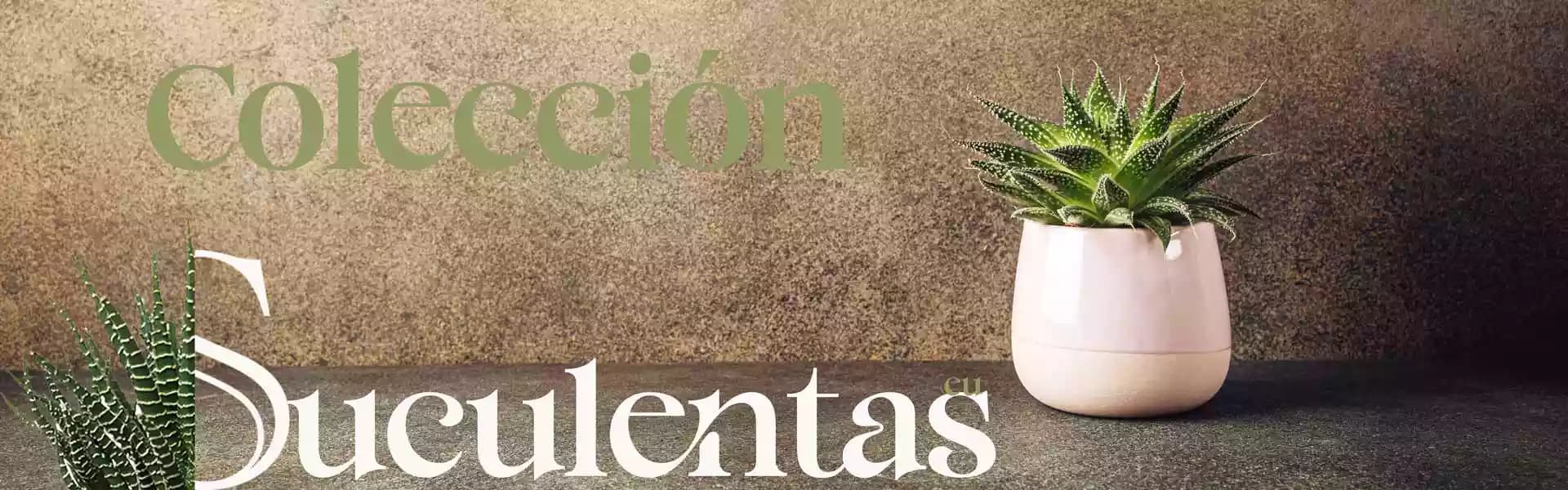Top 15 suculentas más fáciles de cuidar para principiantes