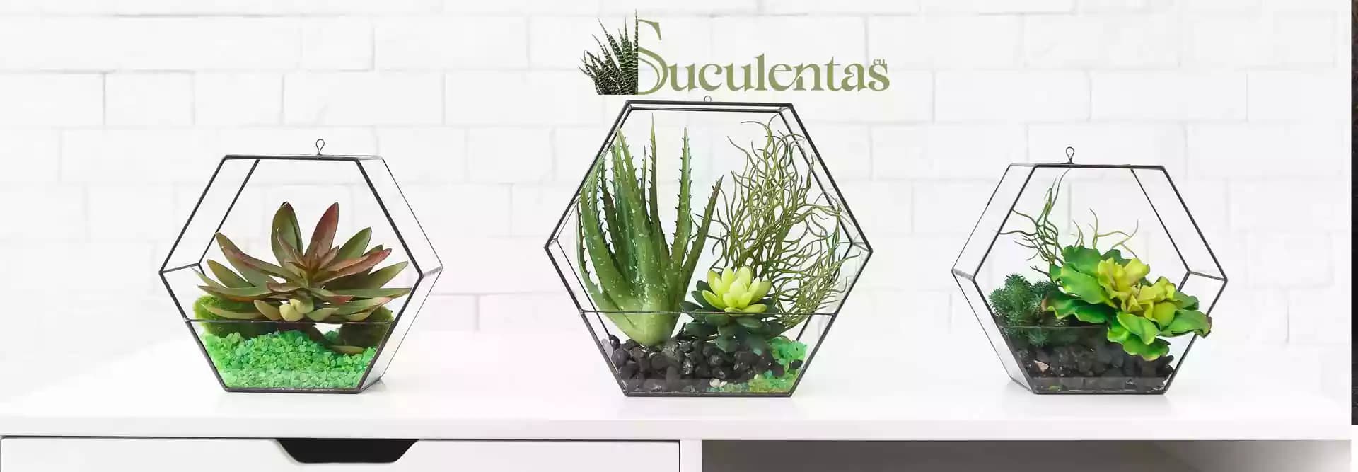 ¿Por qué mi suculenta se está pudriendo? 5 causas y soluciones
