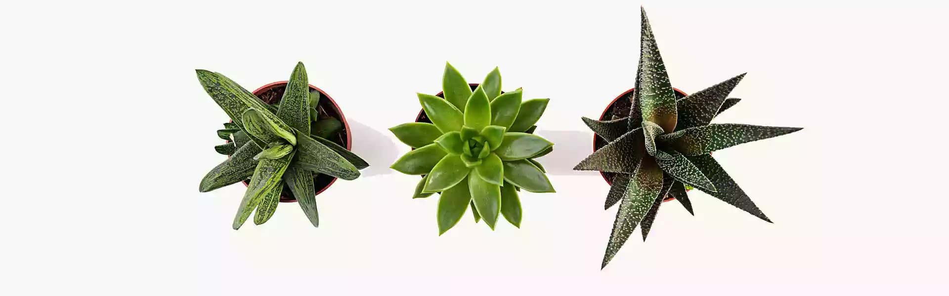 Cómo trasplantar suculentas y cactus sin dañarlas