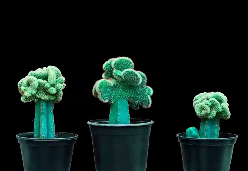 Los 10 errores más comunes al cuidar cactus y suculentas