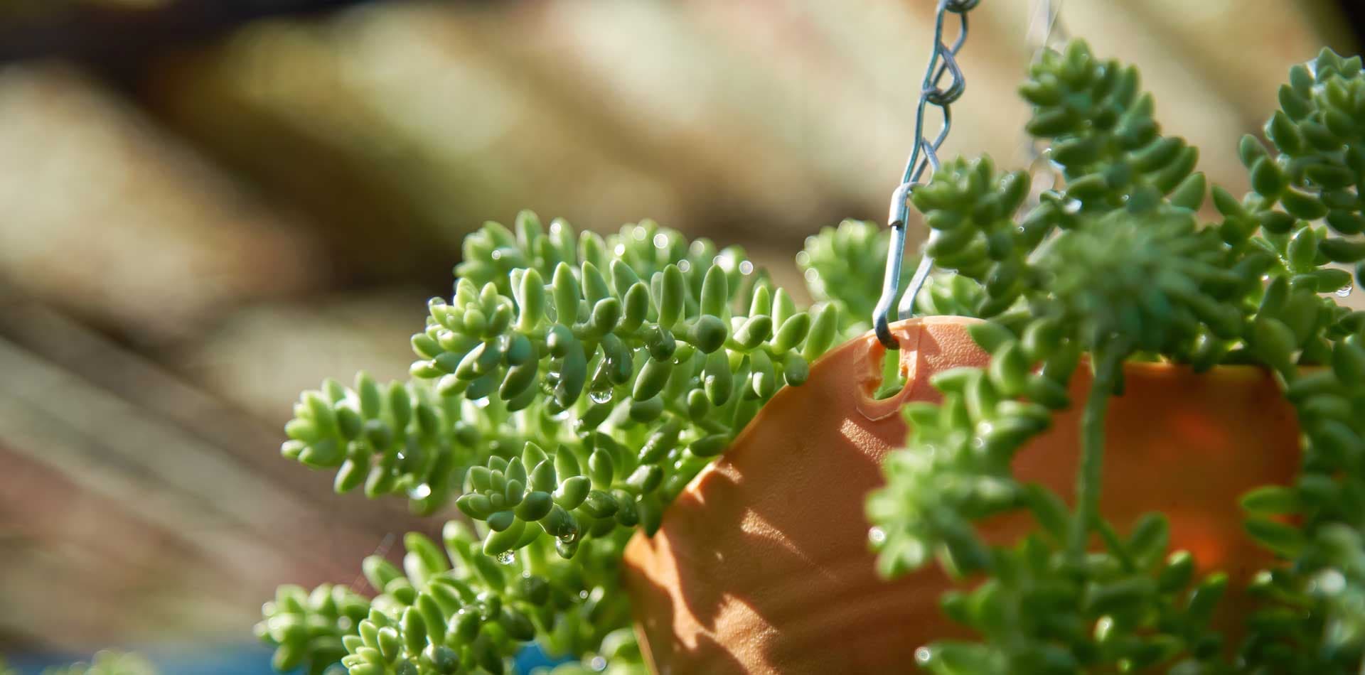 8 tipos de cactus y suculentas colgantes