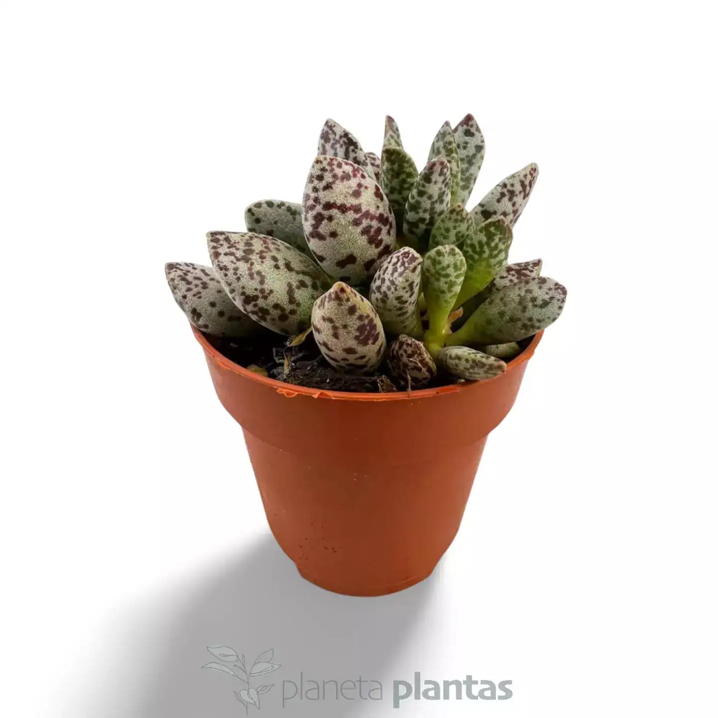 Adromischus cooperi var. festivus