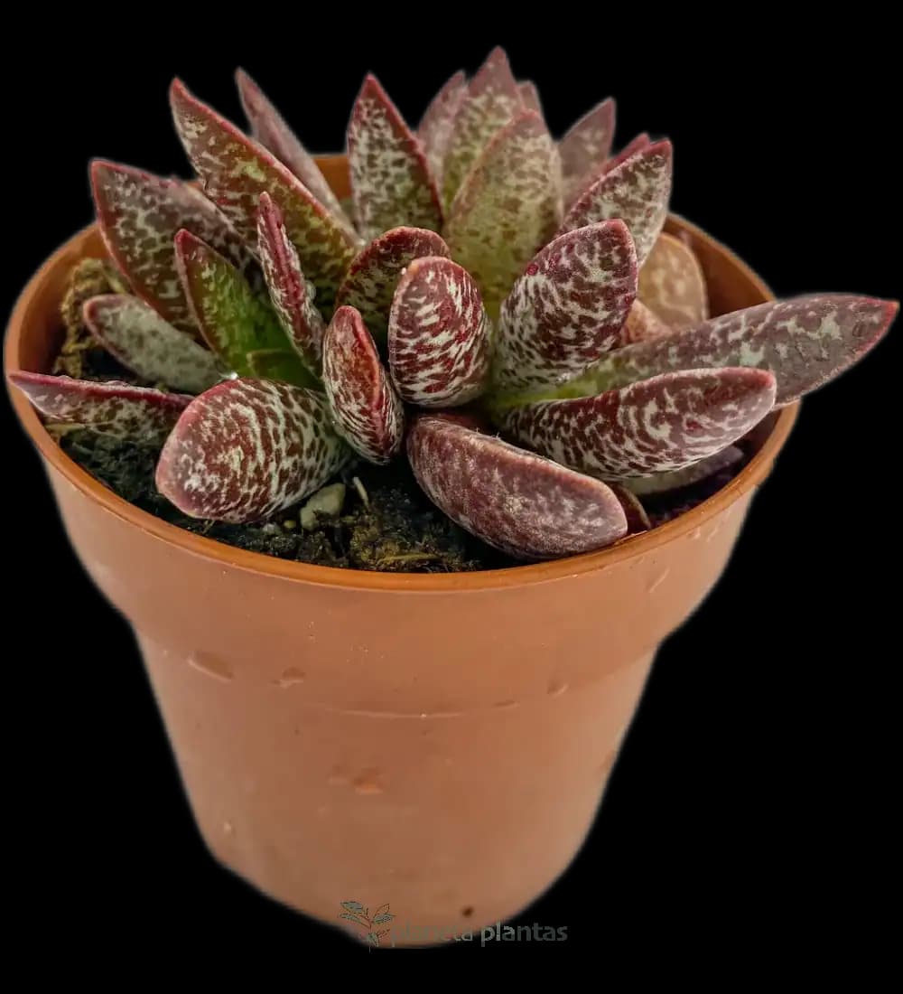 Adromischus Maculatus