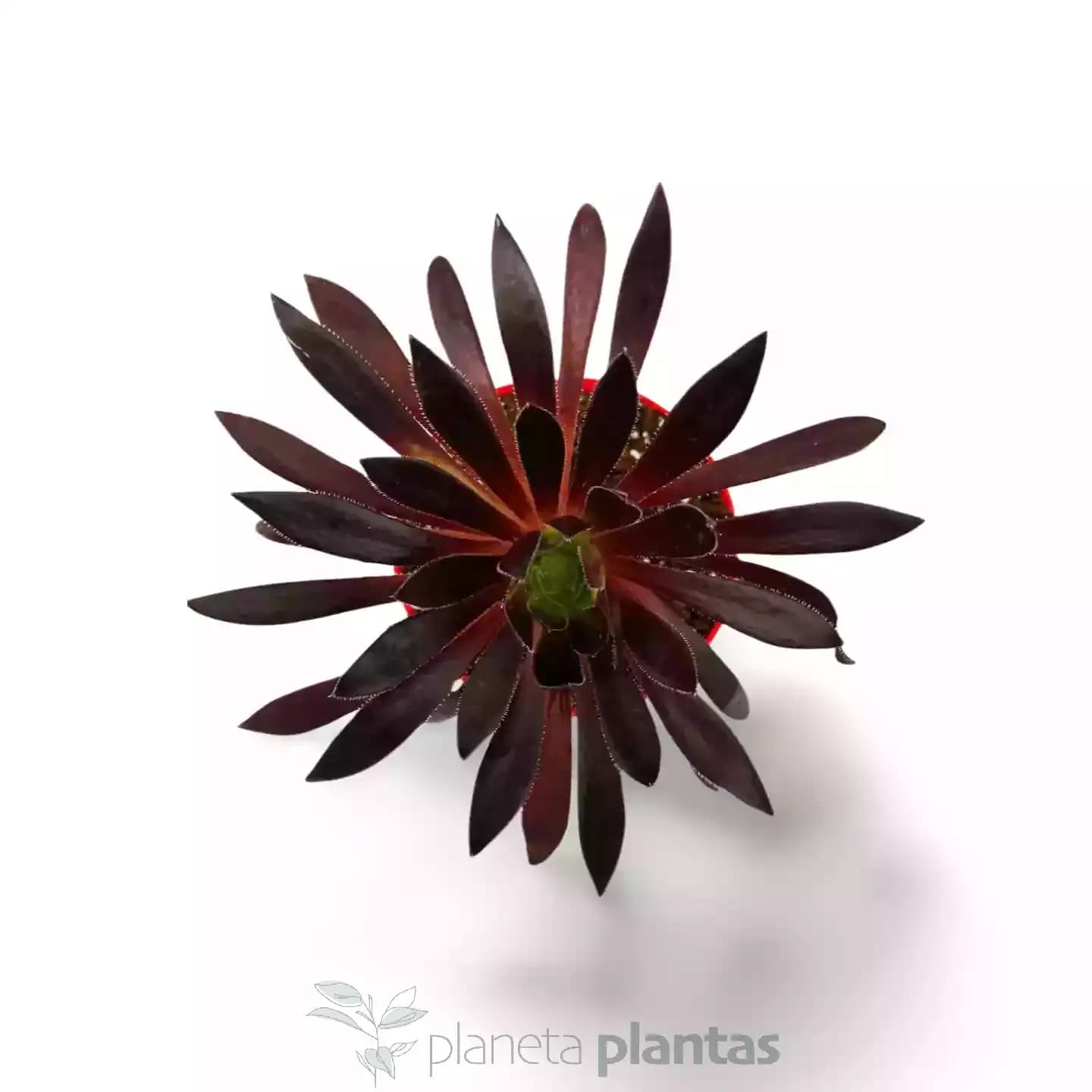 Aeonium Black Magic