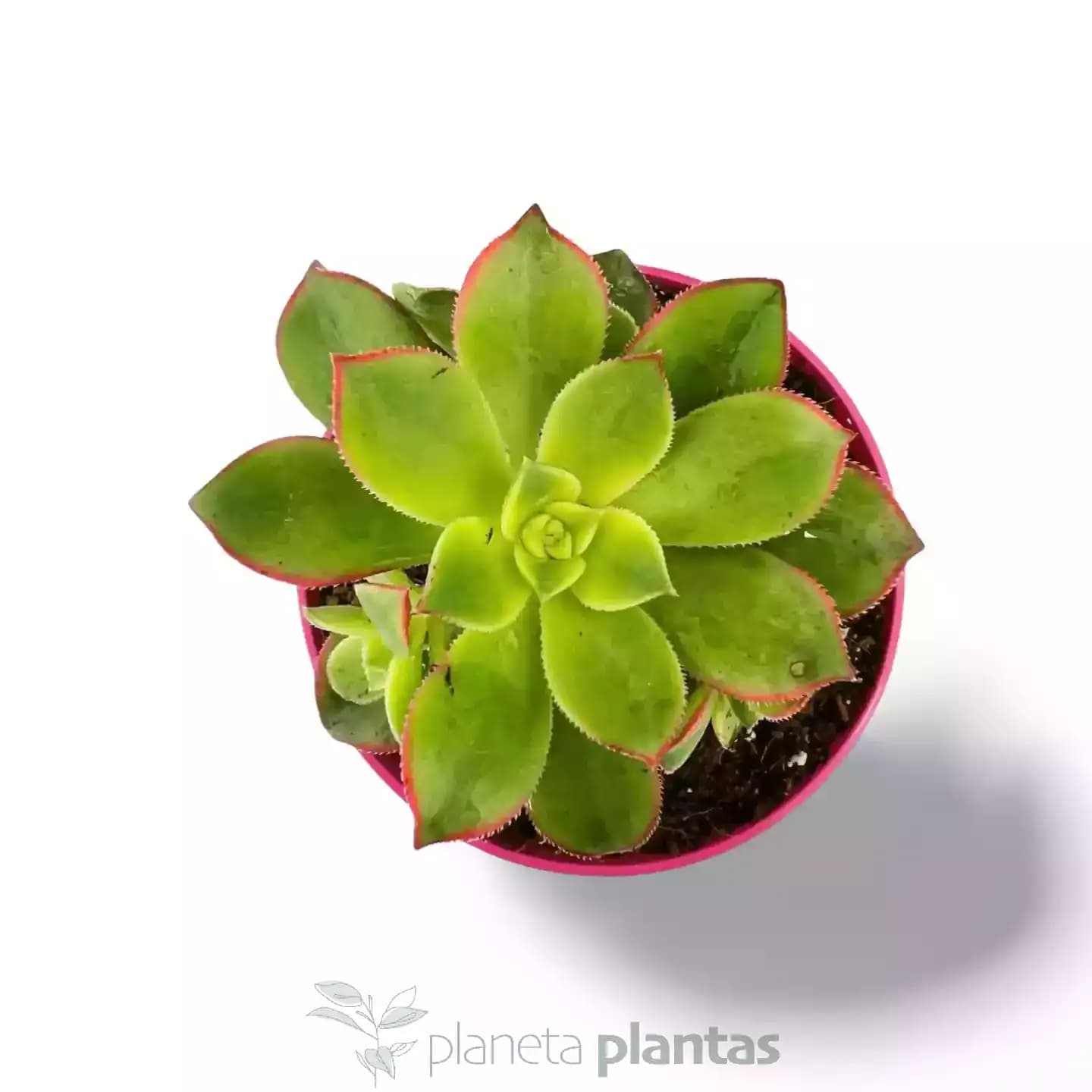 Aeonium Kiwi