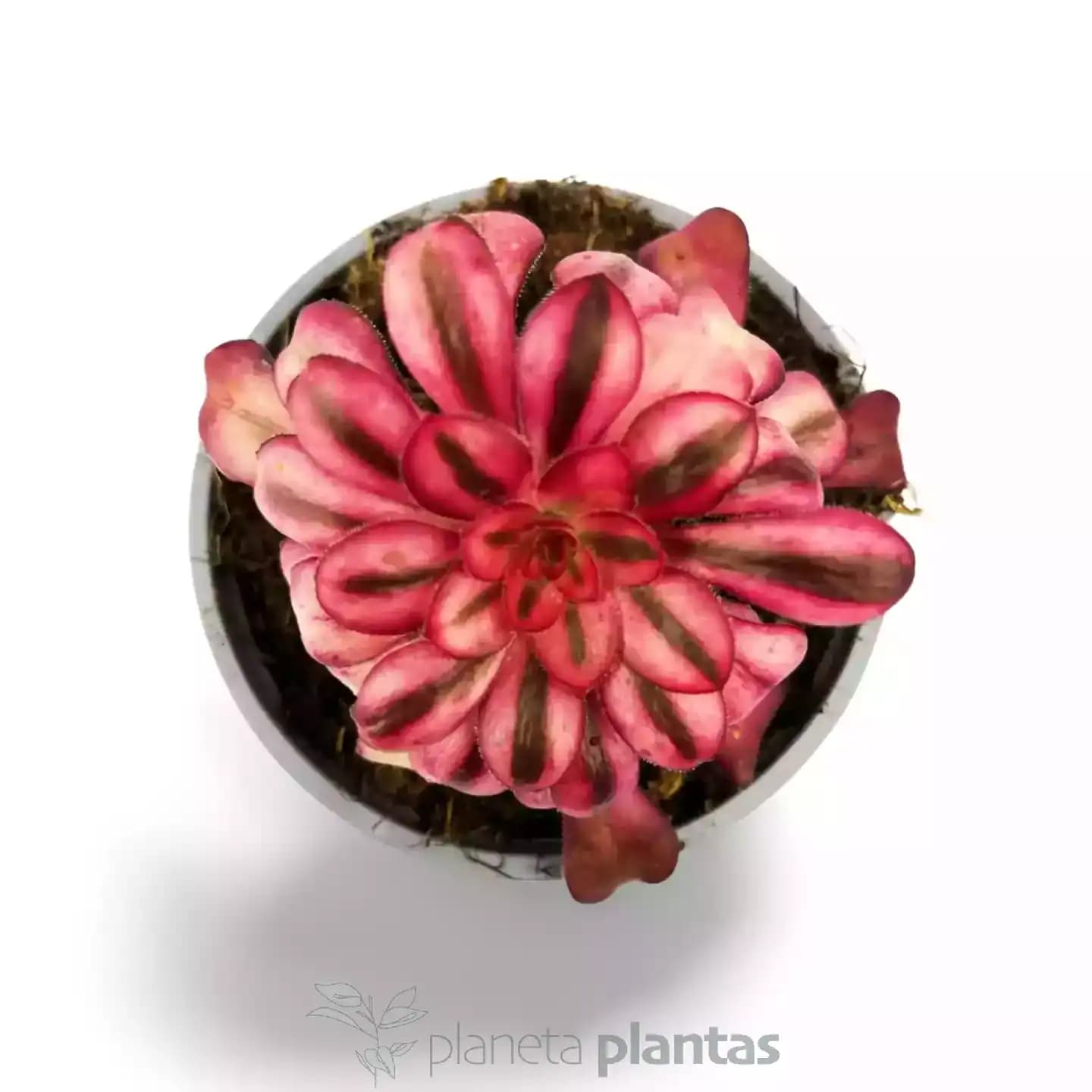 Aeonium Medusa