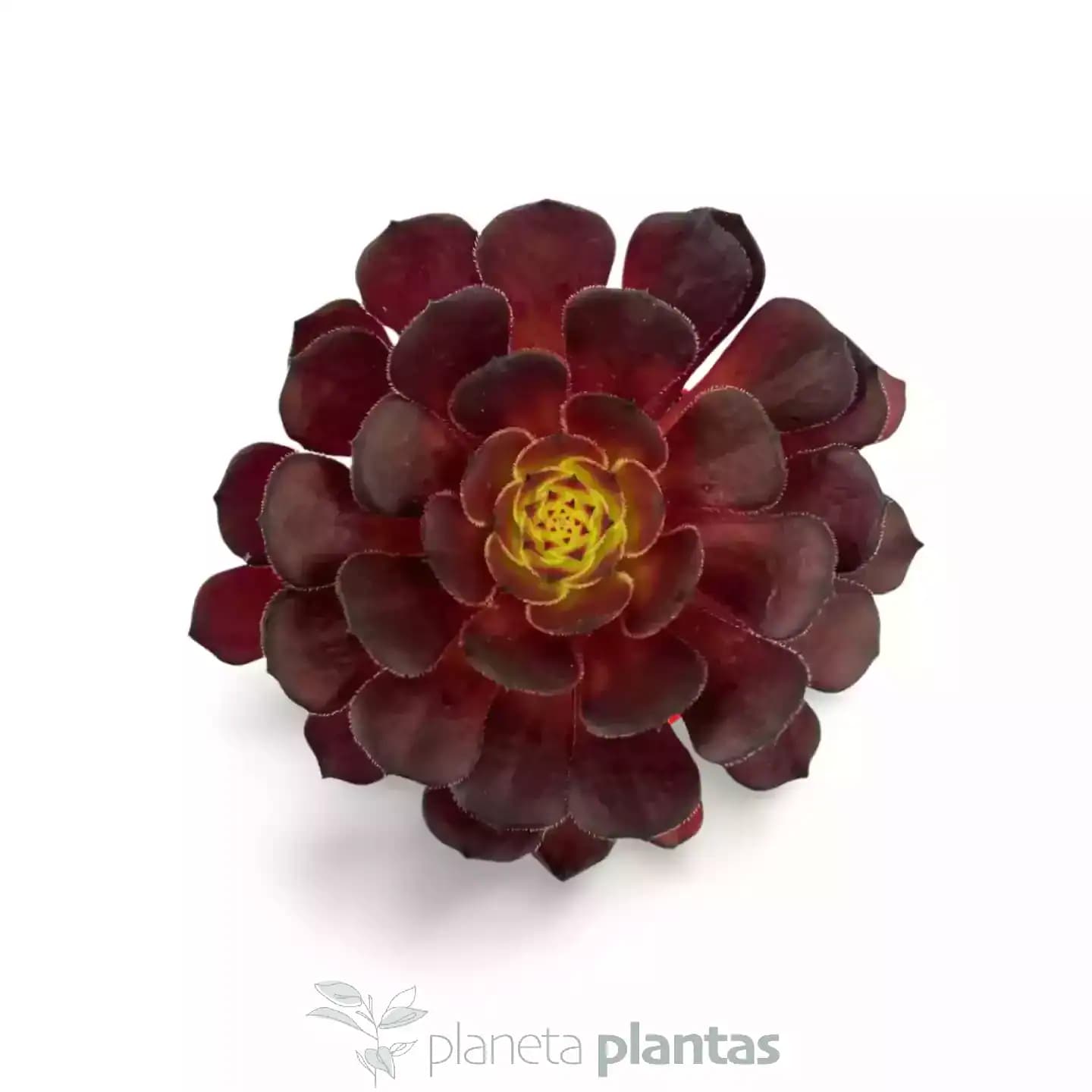 Aeonium Morticia