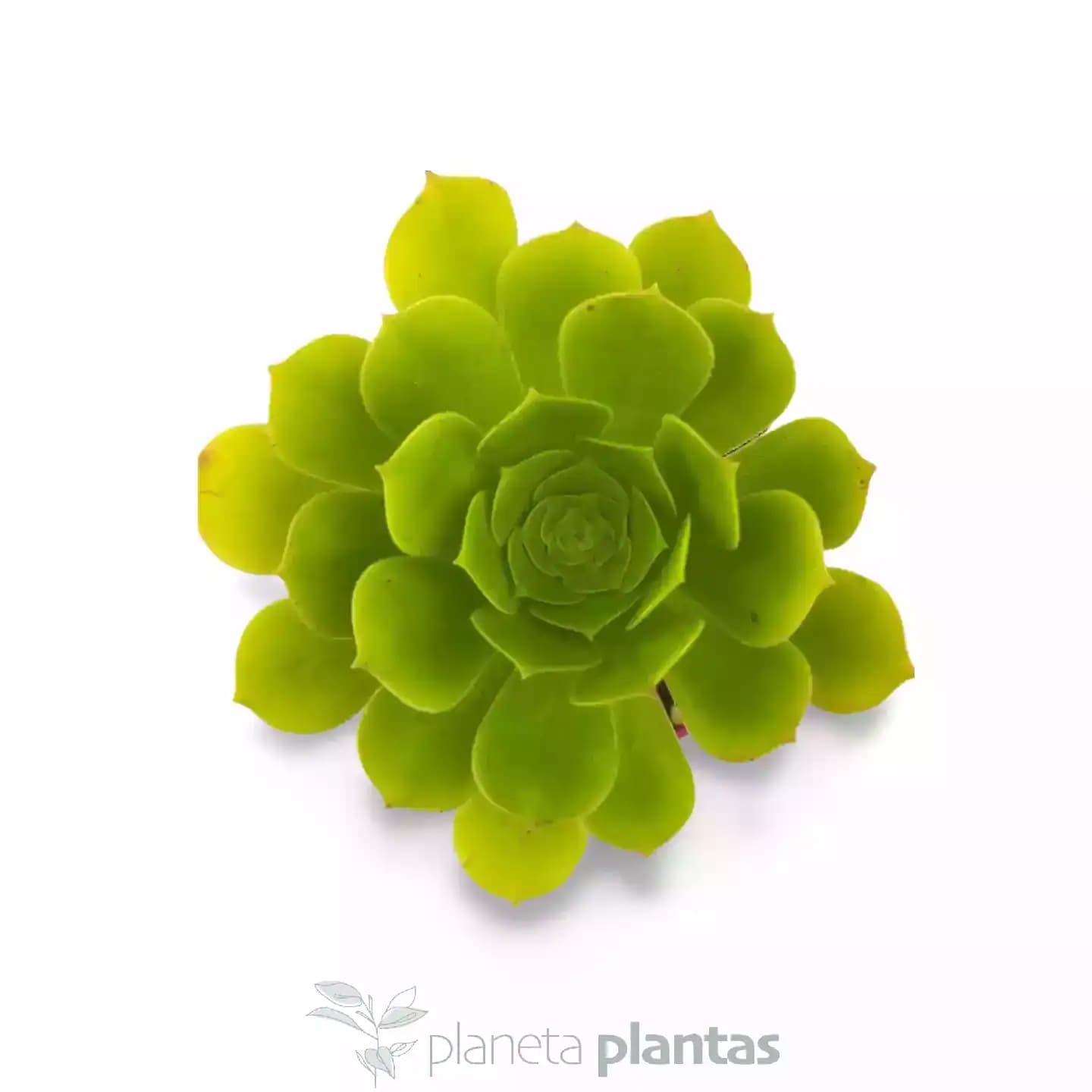 Aeonium Pseudomacrochele