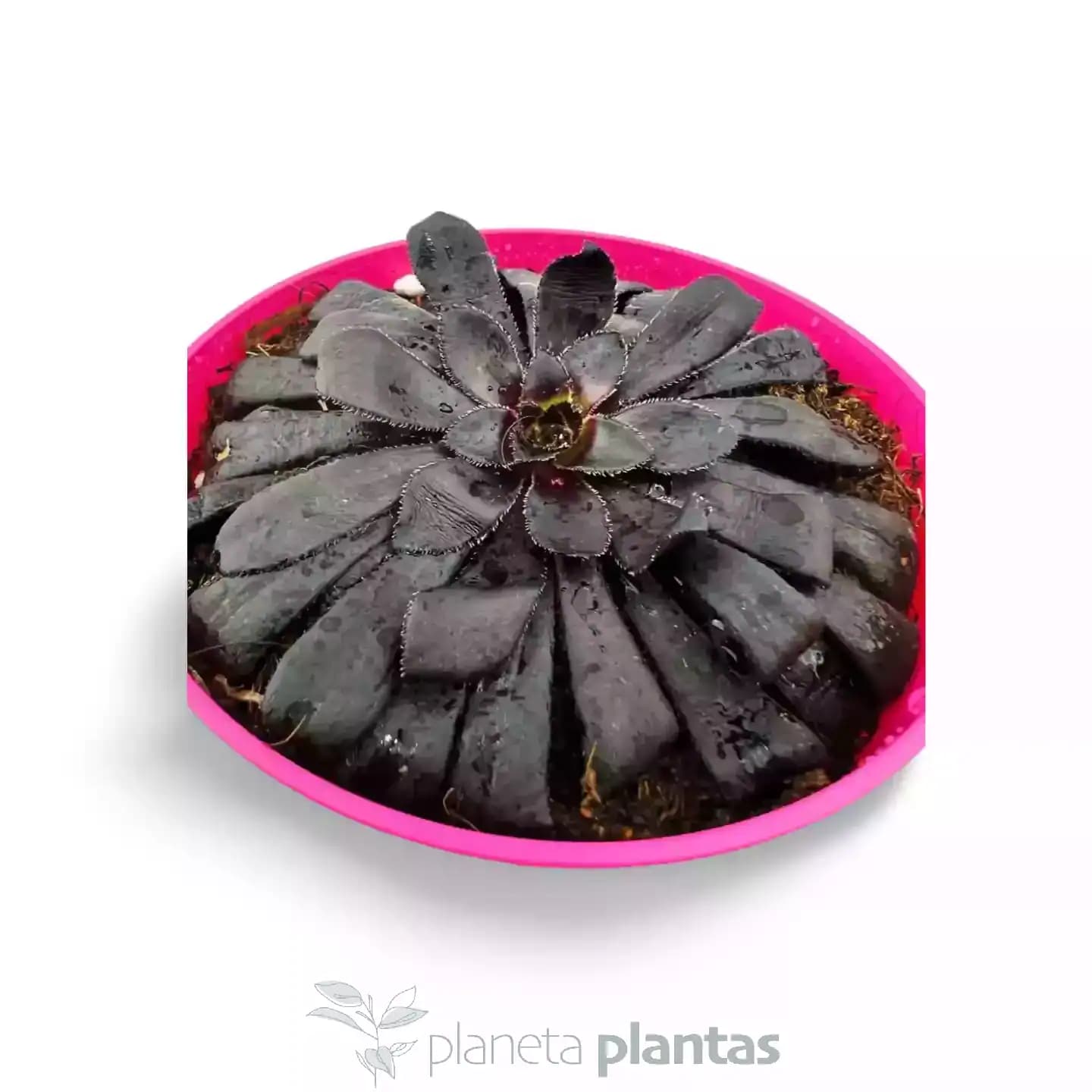 Aeonium Zwartkop Rosa Negra Var