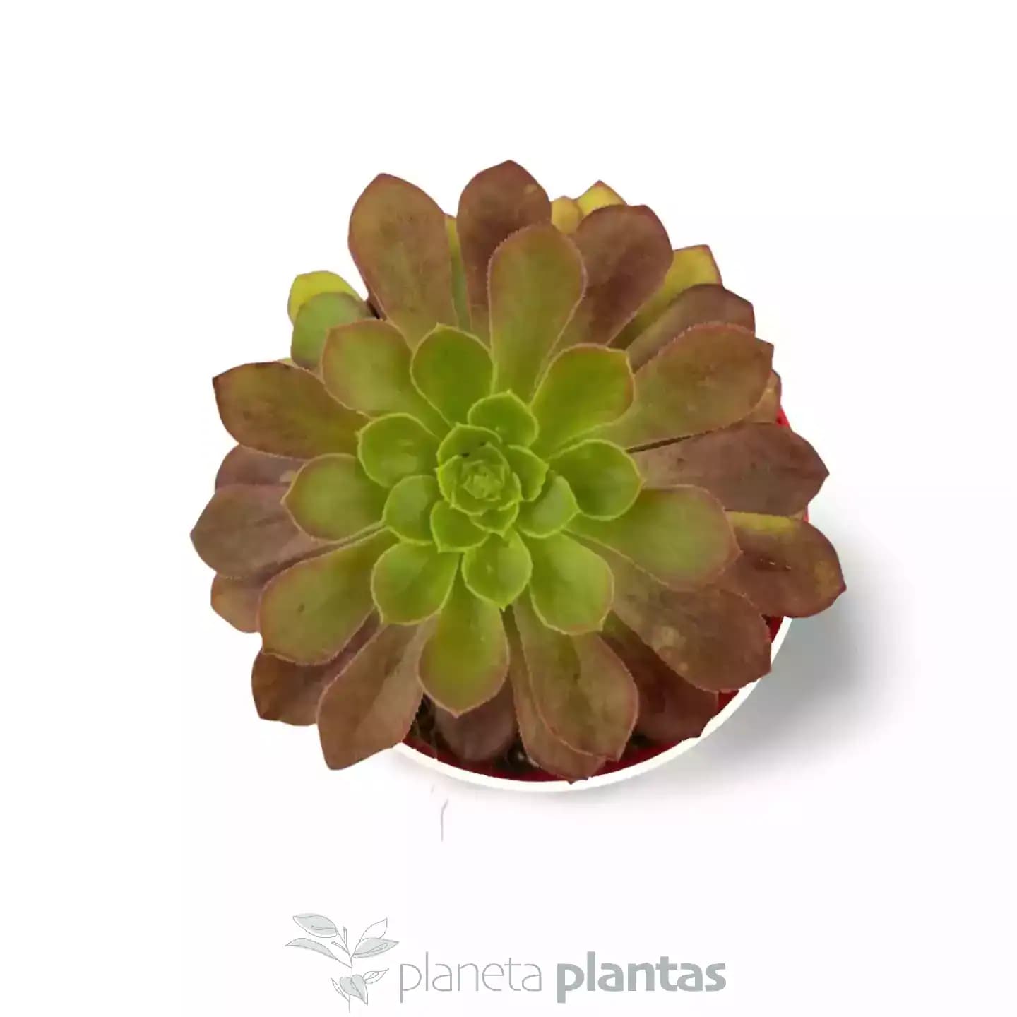 Aeonium Arboreum