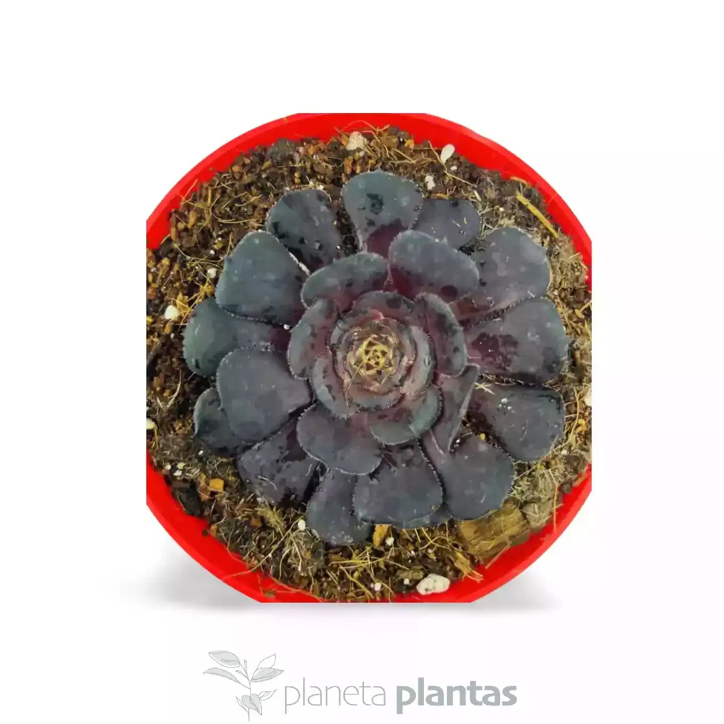 Aeonium Arboreum Variegata Atropurpureum