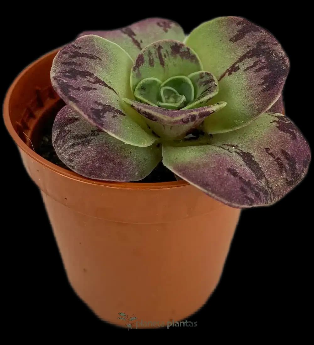 Bea Dorada - (Aeonium Aureum)
