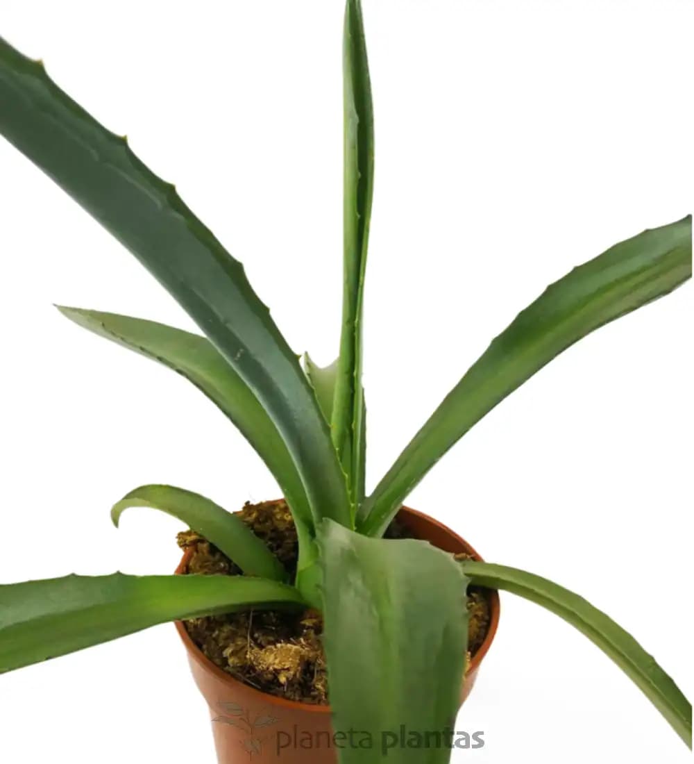 Agave Fourcroydes