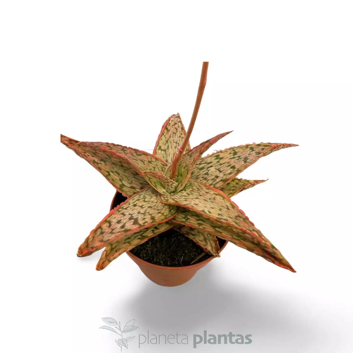 Aloe Pink Blush