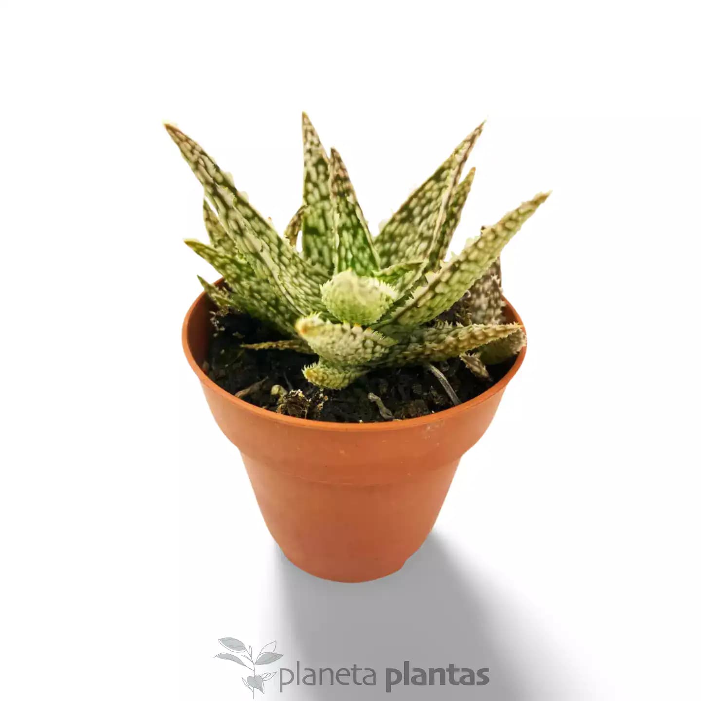 Aloe White Lightning
