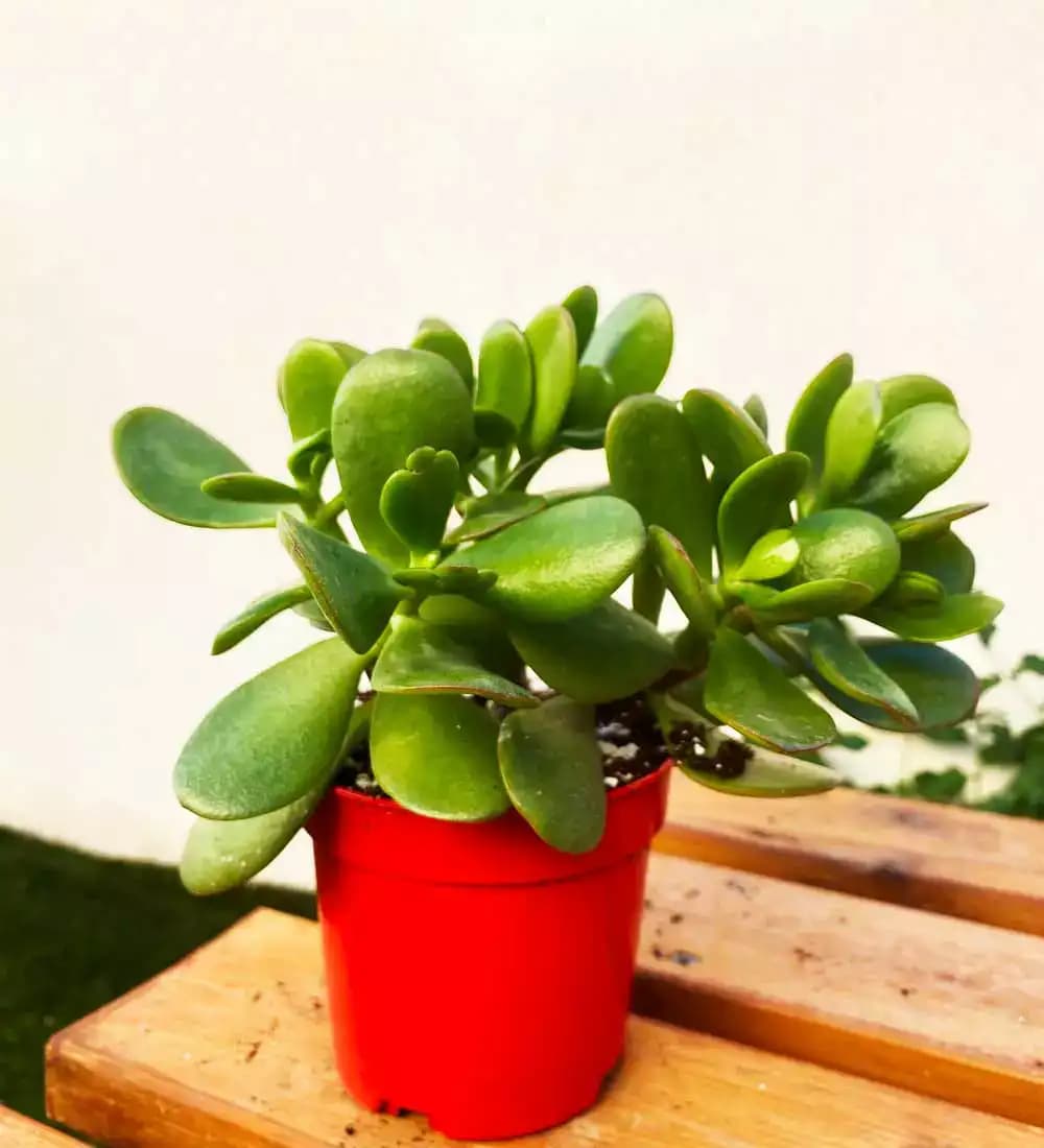 Árbol de jade