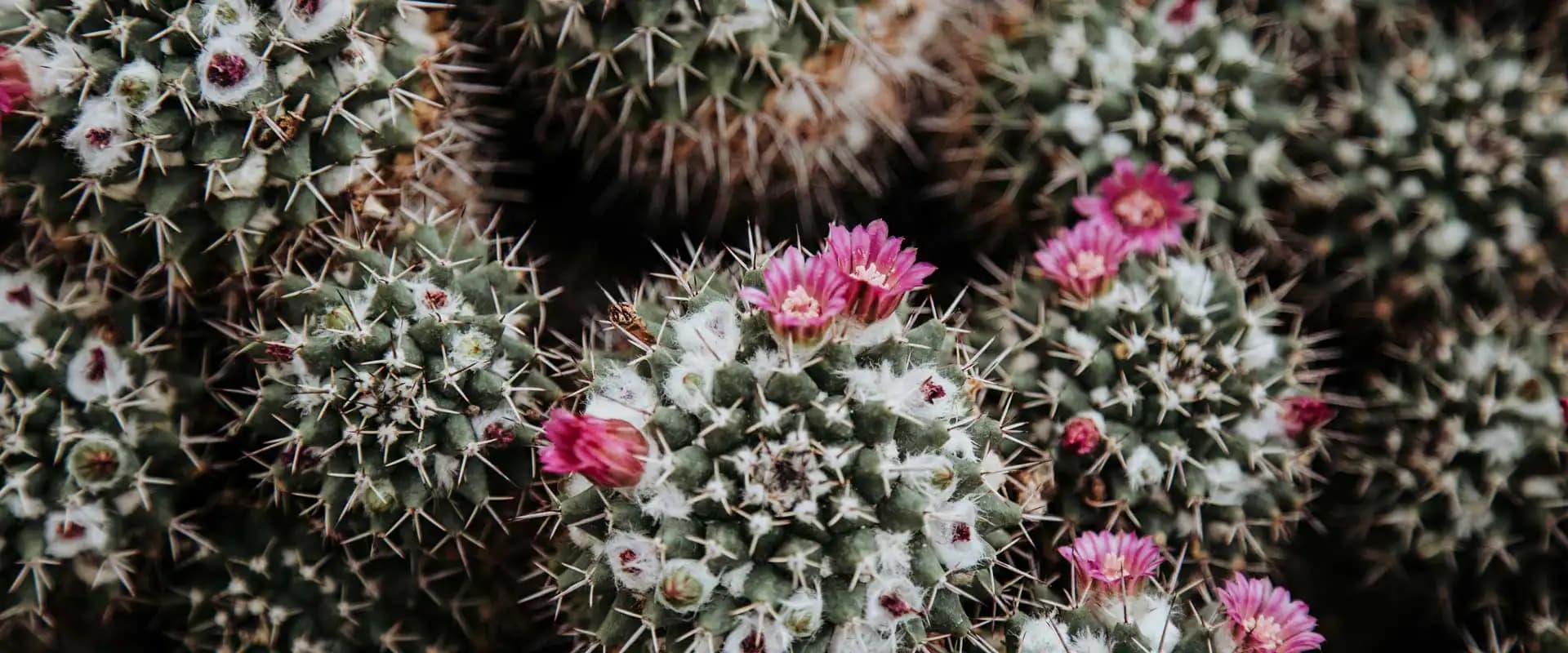 Descubre los Maravillosos Beneficios de la Flor del Cactus