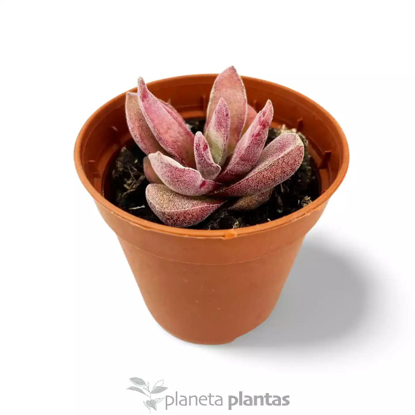 Crassula Garnet Lotus Red
