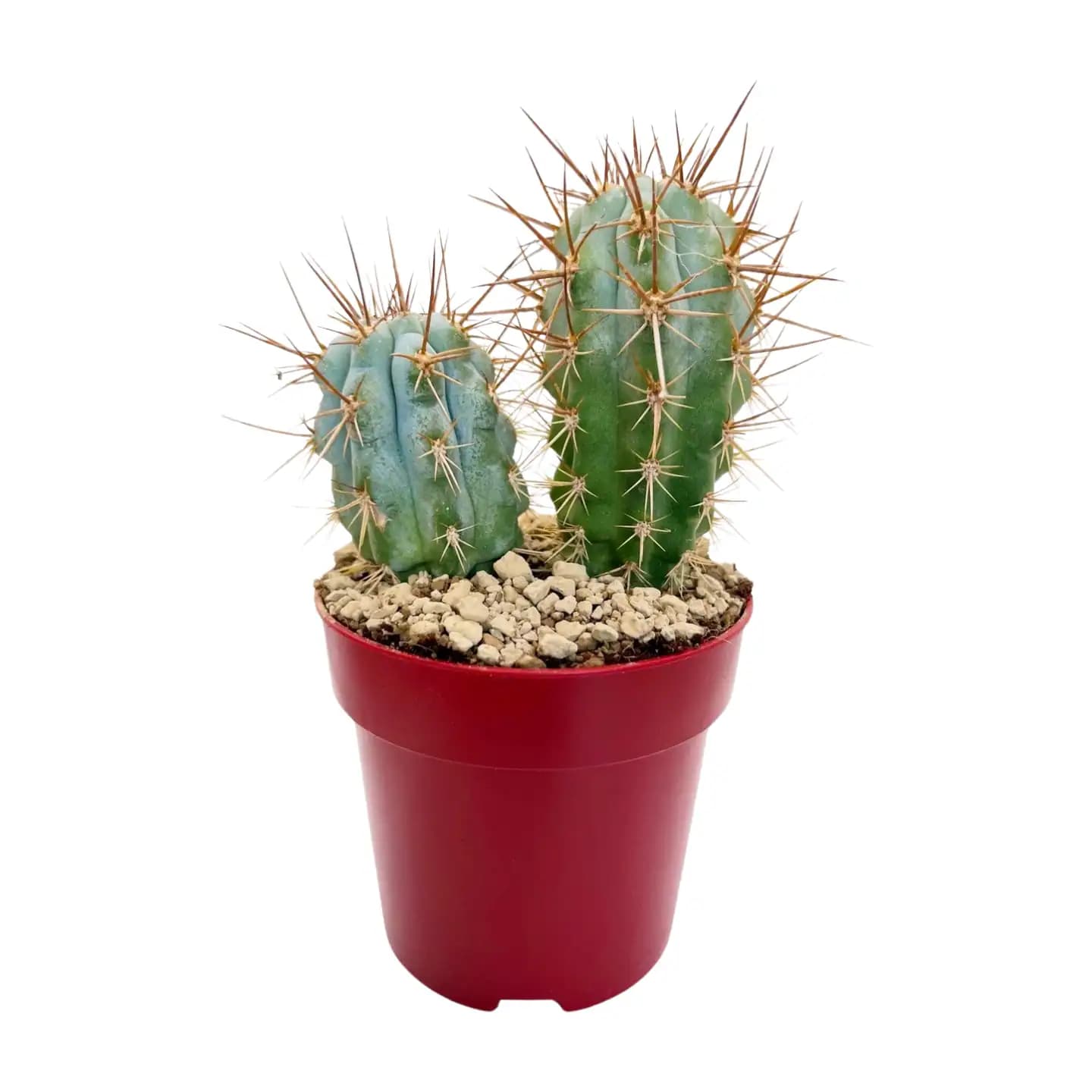 Cereus: tipos de cactus columnar, cuidados y cómo hacerlo crecer rápido
