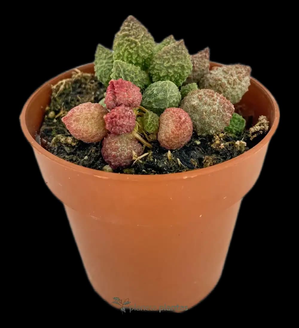 Adromischus marianae herrei -Vaina De Ardilla